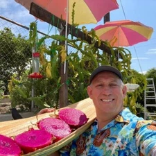 Self Pollinated Dragon Fruit Plants with Pink flesh - Delight