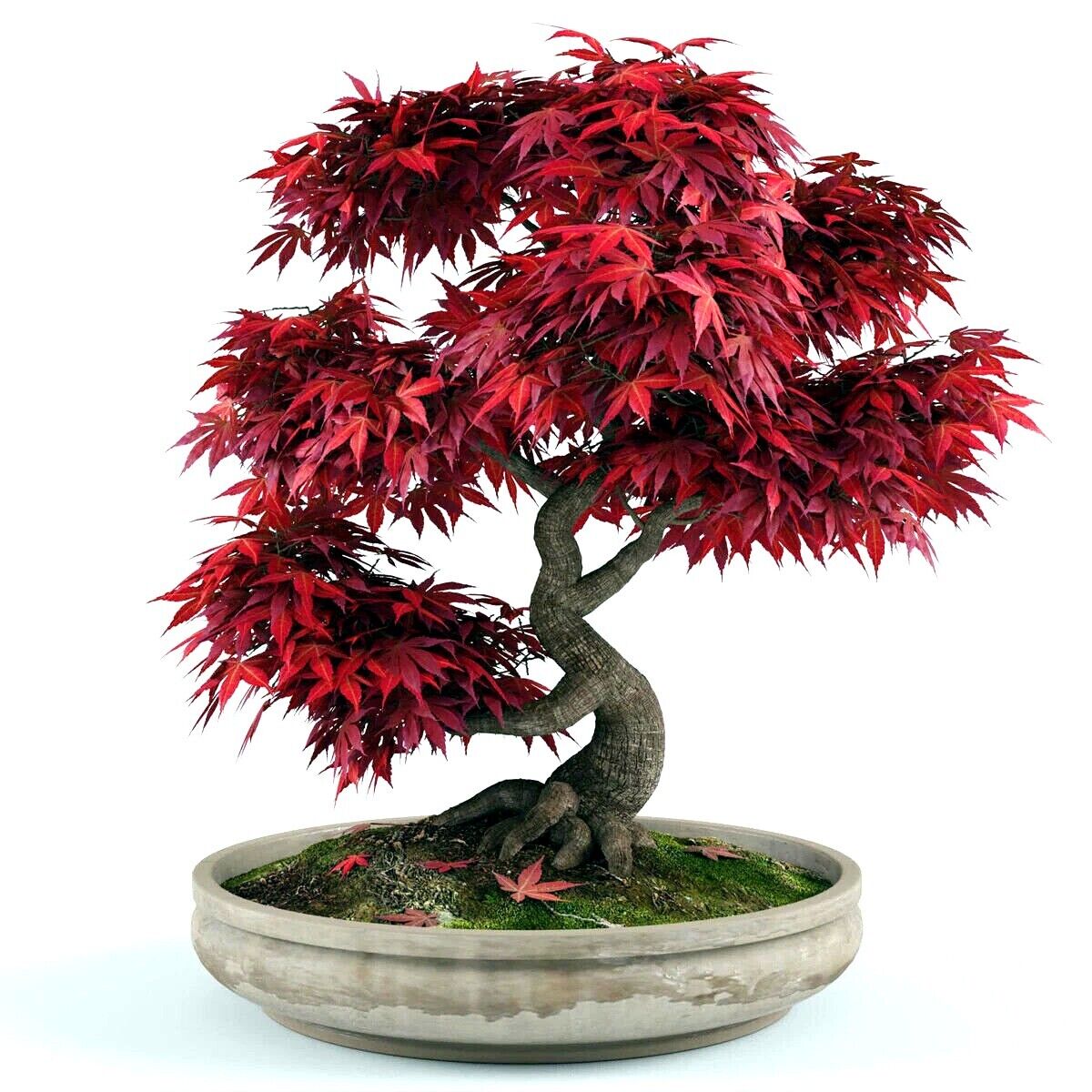 10 Red Japanese Maple Tree Seeds Palmatum atropurpureum Cold Hardy Bonsai Plant