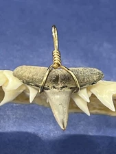 SHARK TOOTH PENDANT . 3/4 Inch Fossilized LEMON Shark Tooth From Bone Valley Fl 