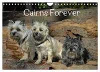 Homwico Homwico | Cairns Forever (Wandkalender 2026 Din A4 Quer), Calvendo...