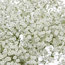 Baby's Breath Seeds | 300 - 6,000 Seeds | Non-GMO | Free Ship | Seed Store 1275