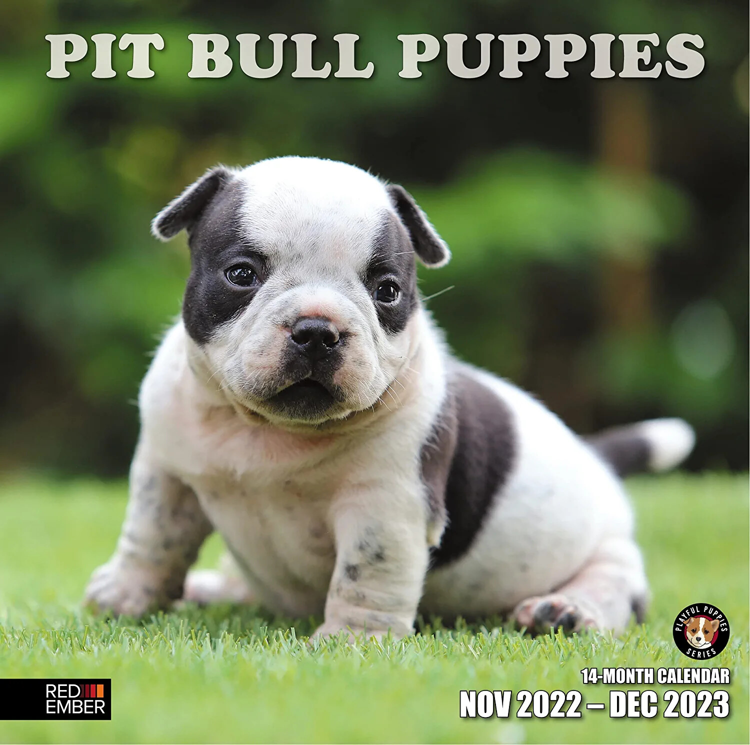 RED EMBER Pit Bull Puppies 2023 Wall Calendar | 12" x 24" Open | Thick &  Sturdy – ASA College: Florida