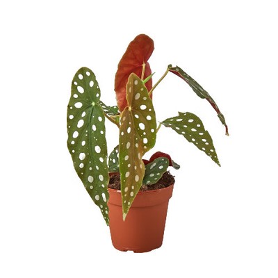 Begonia 'Maculata'-4'' Pot