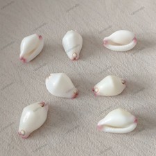 Little Egg Cowrie Shells Natural Seashells for Jewelry Crafts DIY Beach Decor
