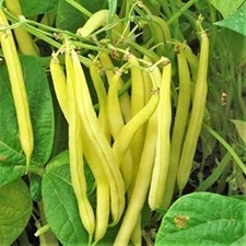 30+ seeds, Bean - Pencil Pod Variety, heirloom seeds, non-GMO, vegetable seeds