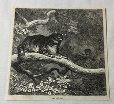 1878 magazine engraving ~  THE WILD CAT
