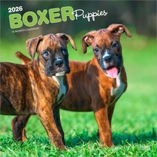 Boxer Puppies | 2026 12x24" (Hanging) Square Wall Calendar | Plastic-Free