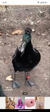 Bruteier Laufenten Enten, 10 Stück Mit Chance Auf Haube