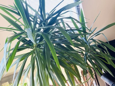 Giant yucca (Yucca Gigantea), Spineless yucca | eBay