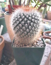 Mammillaria Spinosissima LARGE Ships In 4" Pot