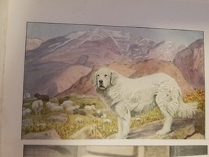 Louis A Fuertes Great Pyrenees bookplate from 1919 National Geographic Magazine