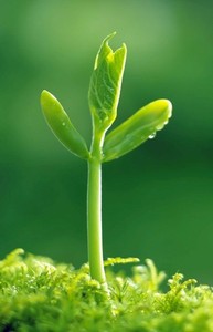 Honey Peach Pepper Duckbill Clip Barrettes Hair Accessories Geometry Sweet DIY