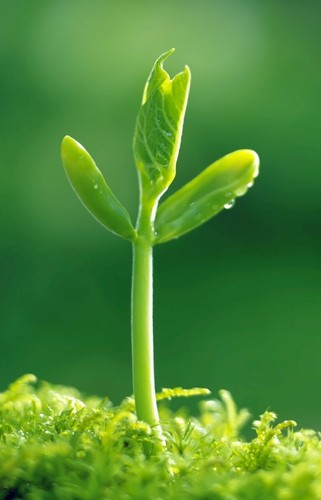 Honey Peach Pepper Duckbill Clip Barrettes Hair Accessories Geometry Sweet DIY