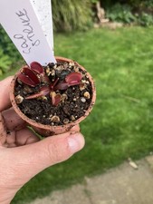 Venus Fly Trap, Dionaea muscipula Gold Strike    in a 6cms Pot