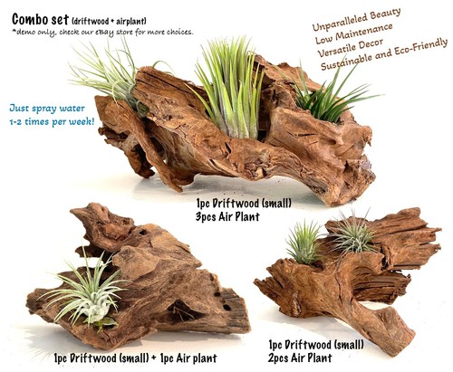 Malaysian Driftwood & Air Plant: A Perfect Fusion of Nature's Beauty, S (10~12") - Picture 4 of 5