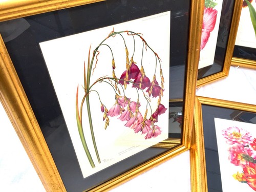 Vintage Framed Flower Picture Set of 6 The Amateur Gardening Magazine / Antique - Picture 3 of 6