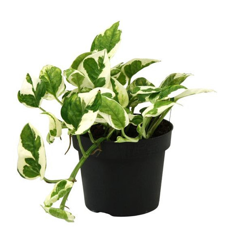 Scindapsus (Epipremnum) N'joy - Ø12cm - ↕15cm - Bild 1 von 4