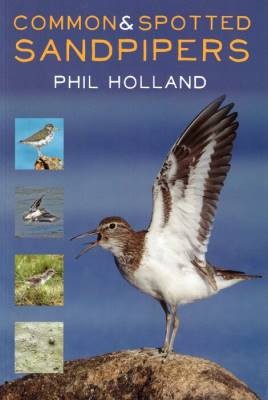 Common and Spotted Sandpipers, Holland, Phil,  Pap