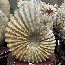56.66LB Natural Ammonite Fossil Olecranon Conch Quartz Crystal Mineral Specimen