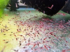 40+ Hawaiian Red Shrimp / Opae Ula (Halocaridina rubra)