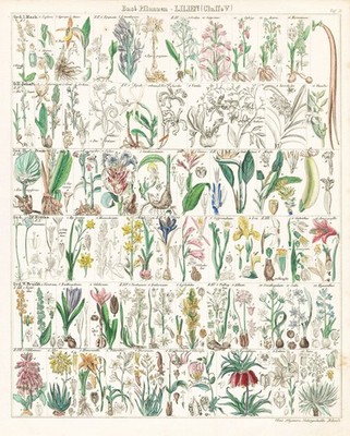 Lily Lilien ginger Ingwer Vanilla Blumen flowers botany Lithographie Oken 1830