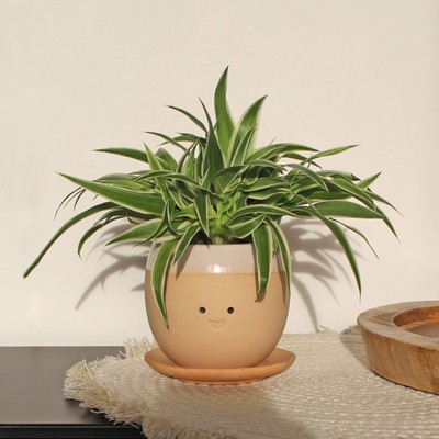 Winkee - Crying Plant Pot - Planter NEW