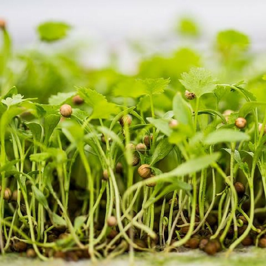 ORGANIC MICROGREEN SEEDS - CORIANDER ( SPLIT SEED) - 400 GRAM