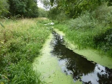 Photo 6x4 River Maun Haughton/SK6772 View east from Conjure Alders footb c2011