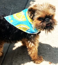 Swarovski crystal covered PET LEMON DROP TRIANGLE BANDANA