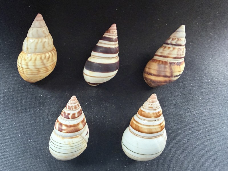 #S Lot of 5 large beautiful F+/F++ Liguus Fasciatus 45-48mm land snail shells