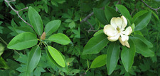 15 SEMILLAS DE MAGNOLIA DE PANTANO (magnolia de bahía dulce) Magnolia virginiana