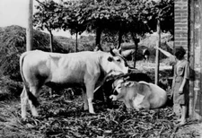 Tuscany Oxen In The Farm 1920 OLD PHOTO