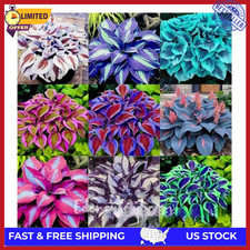   300 Mixed HOSTA SEEDS   PERENNIAL OUTDOOR SHADE GARDEN PLANTING SEEDS