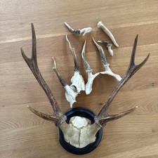 Geweihe Gehörn Jagd Rehwild