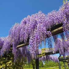 Wisteria Sinensis Plant Hardy Garden Scented Flowering Climbing Shrub 1x 9cm Pot