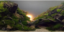 River Bed Lake Aquarium Background Sunshine Aquatic Plant Fish Tank Background