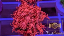 TC Bubblicious Goni WYSIWYG GI6 ~Live Coral Frag ~TankCandy~