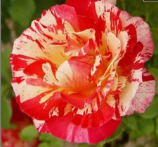 RARE Gipsy Lantern ROSE FLOWER plant 10 SEEDS-Combined Shipping disc(USA seller)