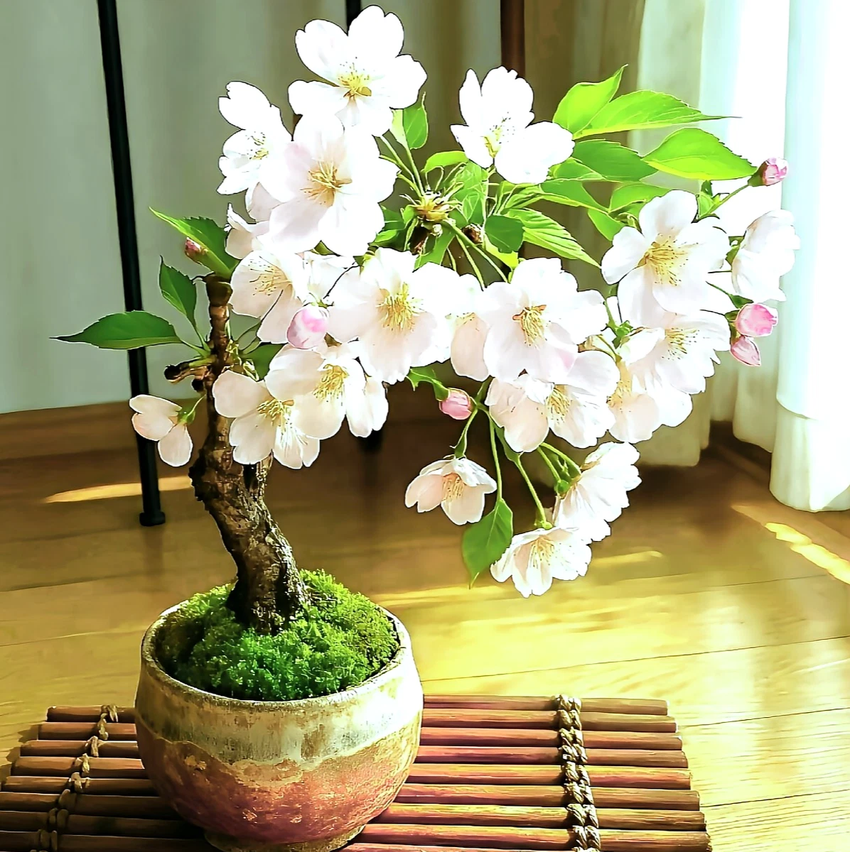 Bonsai Zierkirsche online kaufen | eBay.de