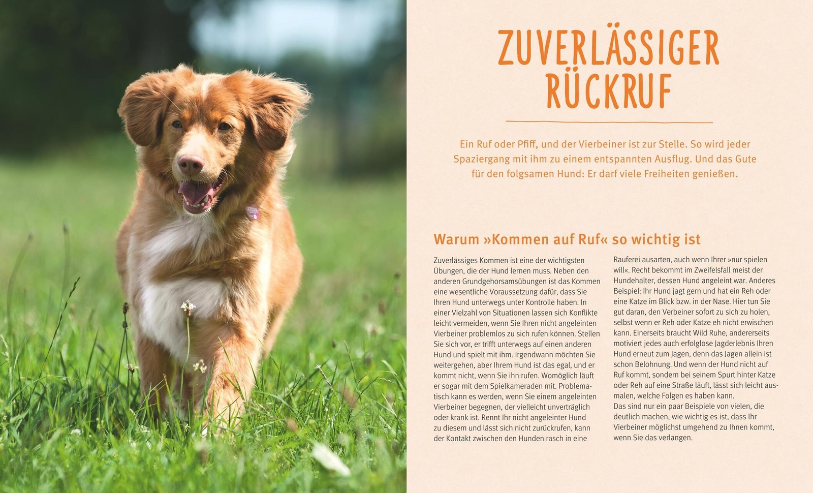 Thumbnail - Katharina Schlegl-kofler Rückruf-training Für Hunde