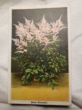 C. Keur & Sons Hillegom Holland New York branch Queen Alexandra trade card