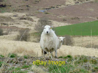 Photo 6x4 Ewe with lamb near Dolgoch Hostel, Ceredigion These two sheep h c2010
