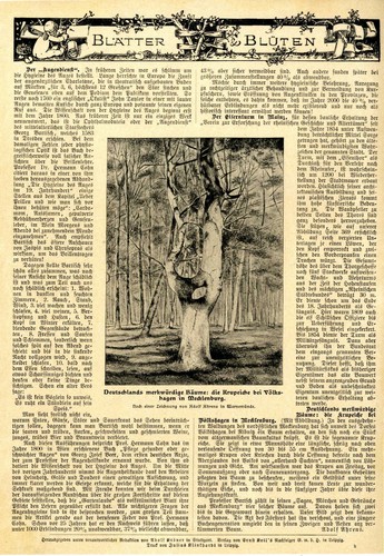 Adolf Ahrens Die Krupeiche bei Völkshagen in Mecklenburg Merkwürdige Bäume 1901 - 第 1/1 張圖片