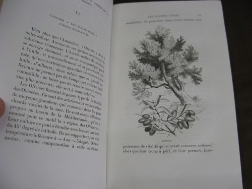 Ancien livre de 1870 Plantes utiles de Arthur Mangin Mame édition Tours - Imagen 10 de 17