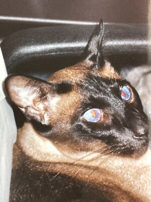 H3  Photograph Close Up POV Beautiful Majestic Siamese Cat Blue Red Eyes 