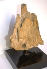 Rare Petrified BRISTLE CONE PINE mounted on the stand. — photo 4