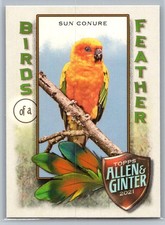 2021 Topps Allen & Ginter #BOF-2 Sun Conure Birds of a Feather *ZM