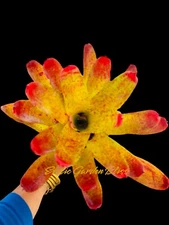 Neoregelia ‘Fruit Cocktail’ RARE  And Stunning Beauty