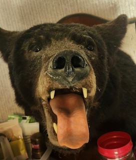 Black Bear Shoulder Mount