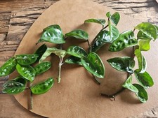 Hoya Hoya Carnosa Krinkle 8 Ableger